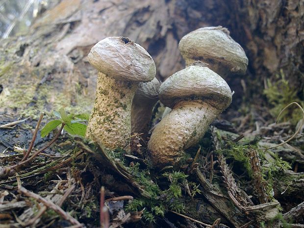 prášnica bradavičnatá Lycoperdon perlatum Pers.