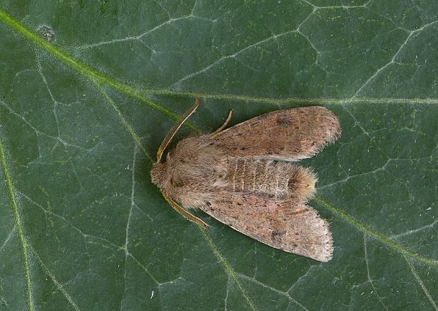 mora dubová Orthosia cruda