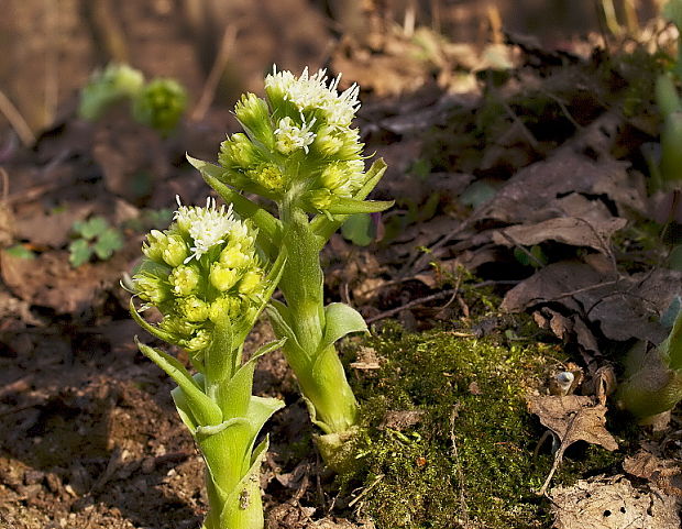 deväťsil biely Petasites albus (L.) P. Gaertn.