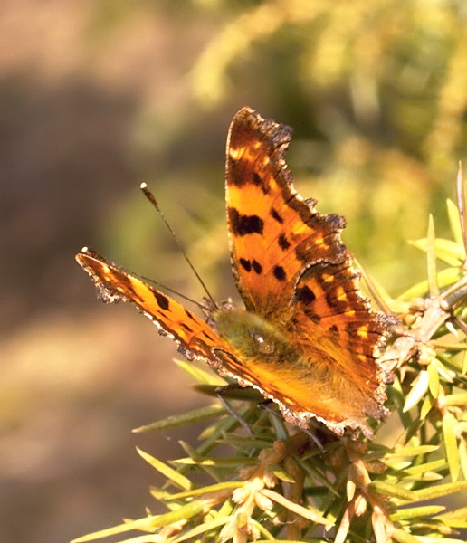 bábôčka zubatokrídla Polygonia c-album