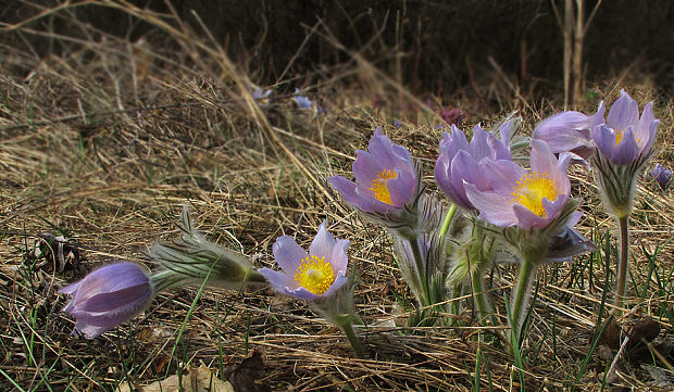 poniklec veľkokvetý Pulsatilla grandis Wender.