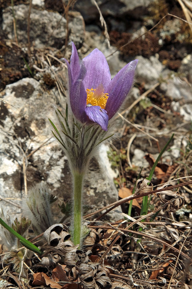 poniklec Pulsatilla sp.