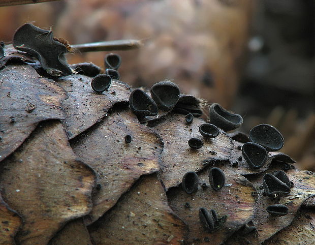 jahňadka smreková Rutstroemia bulgarioides (P. Karst.) P. Karst.