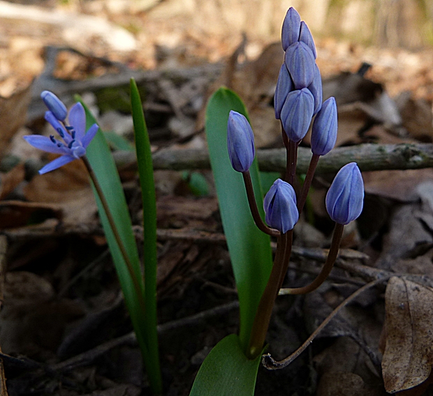 scila dvojlistá Scilla bifolia agg. L.