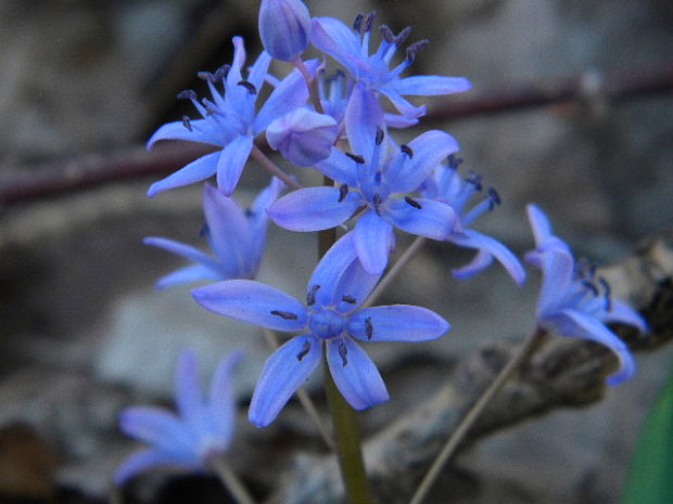 scila severná bukovská Scilla drunensis subsp. buekkensis (Speta) Kereszty