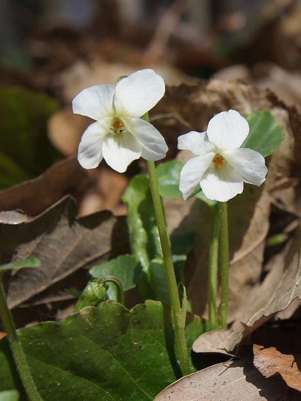 fialka Viola sp.