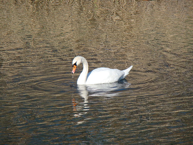 labuť Hrbozobá