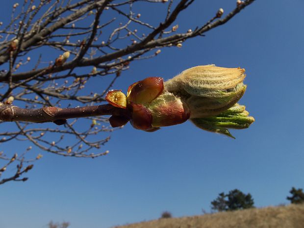 pagaštan konský Aesculus hippocastanum L.