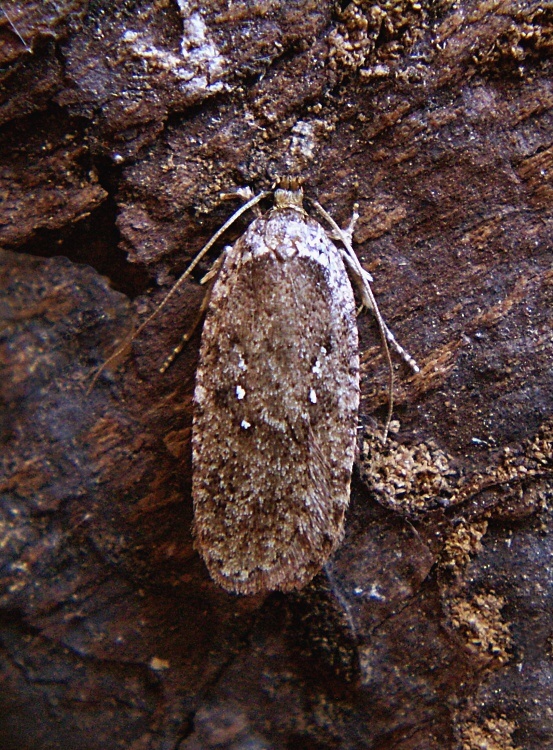 ploskáč boľševníkový Agonopterix heracliana Linnaeus, 1758