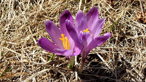 šafran spišský Crocus discolor G. Reuss