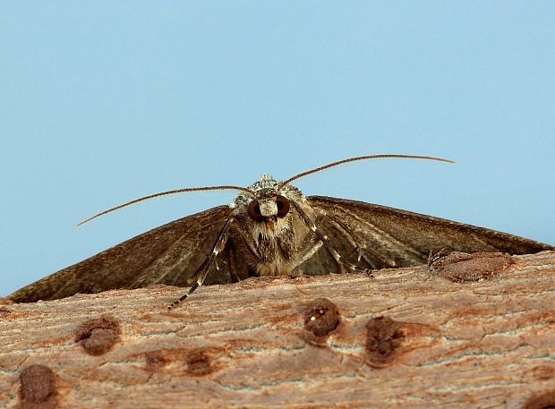 kôrovka orlíčková Ectropis crepuscularia Denis & Schiffermüller, 1775