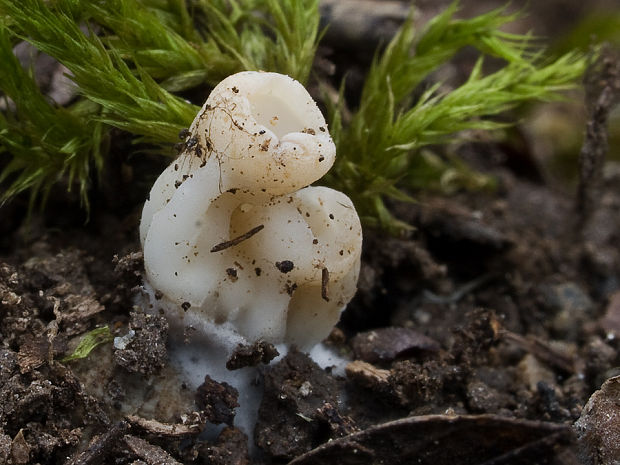 chriapač kalíškovitý Helvella acetabulum (L.) Quél.