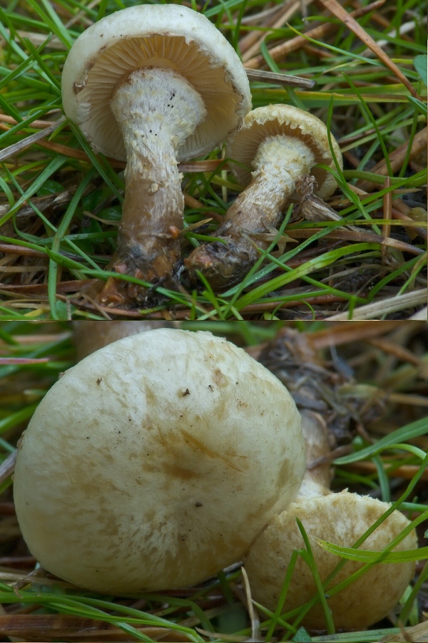 golierovka Stropharia albonitens (Fr.) Quél.