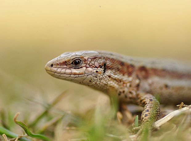 jašterica živorodá Zootoca vivipara