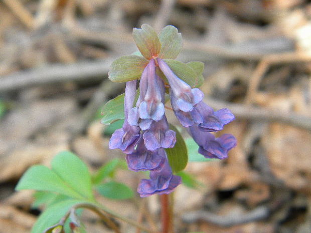 chochlačka nízka Corydalis pumila (Host) Rchb.