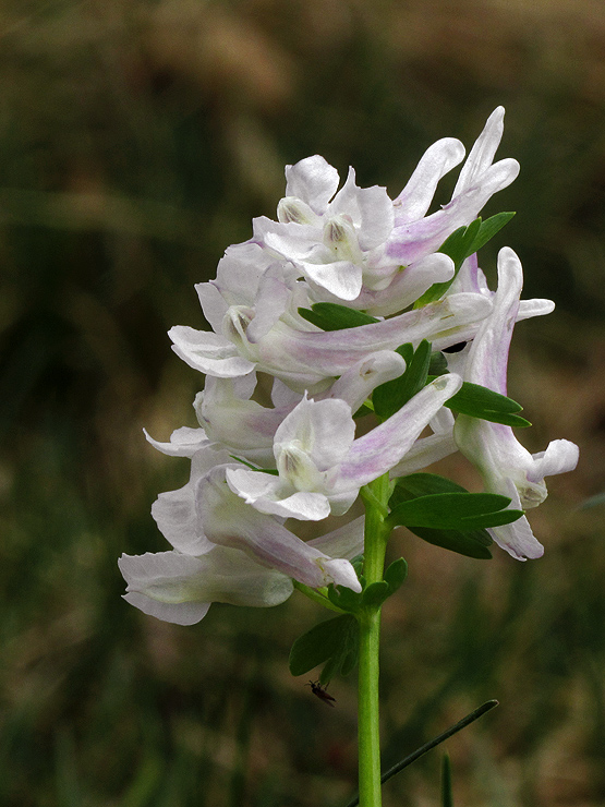 chochlačka plná Corydalis solida (L.) Clairv.