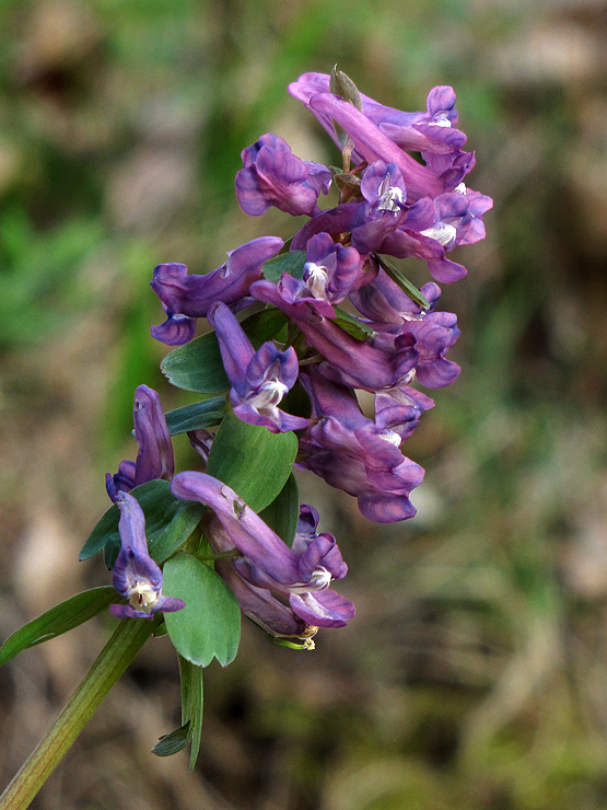 chochlačka plná Corydalis solida (L.) Clairv.