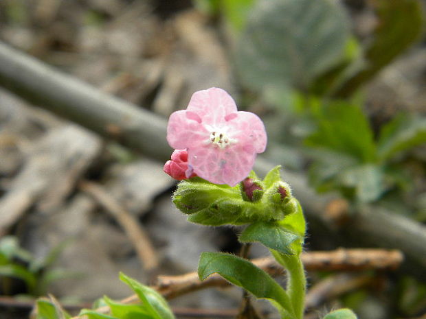 pľúcnik Pulmonaria sp.