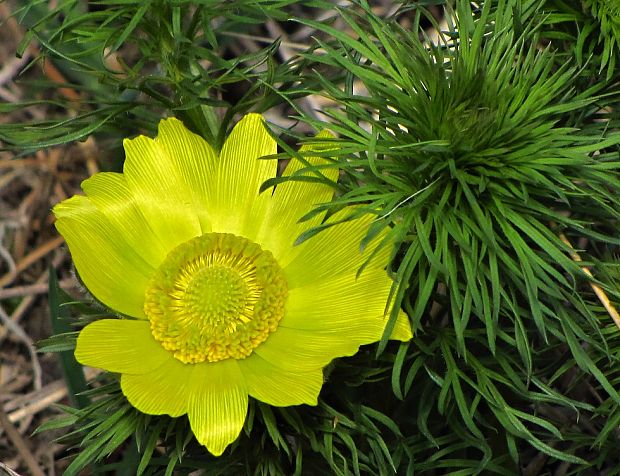 hlaváčik jarný Adonis vernalis L.