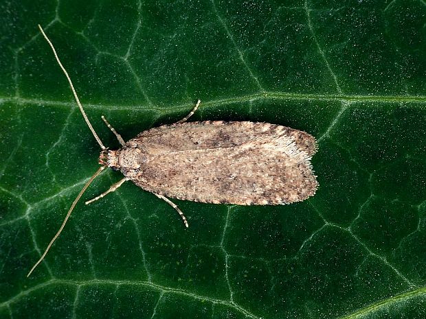 ploskáč zanovätníkový Agonopterix atomella Denis & Schiffermüller, 1775