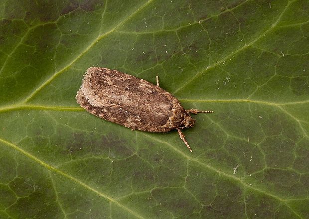 ploskáč boľševníkový Agonopterix heracliana