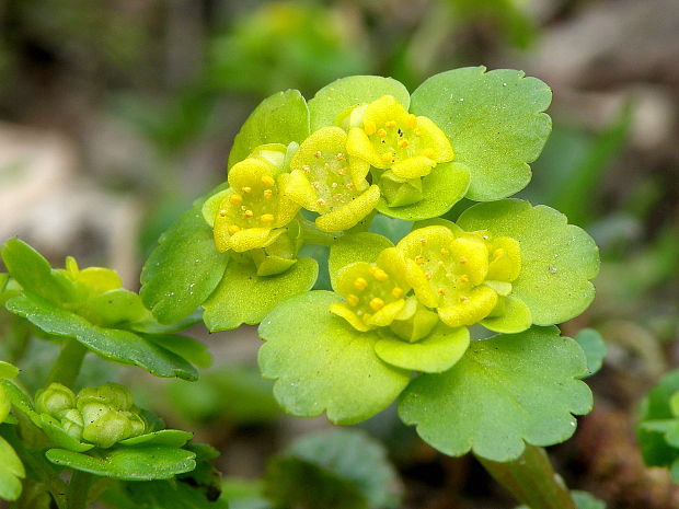 slezinovka striedavolistá Chrysosplenium alternifolium L.