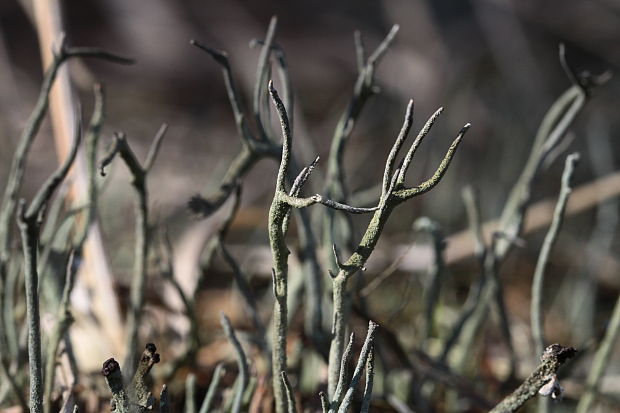 dutohlávka parohovitá  Cladonia subulata (L.) Weber ex F.H. Wigg.