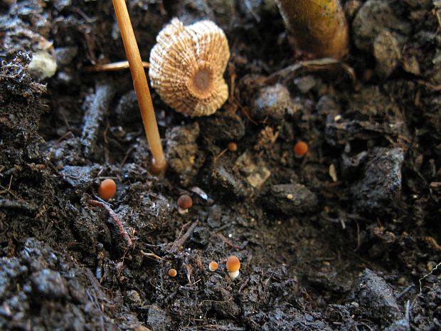 hnojník Coprinus sp.