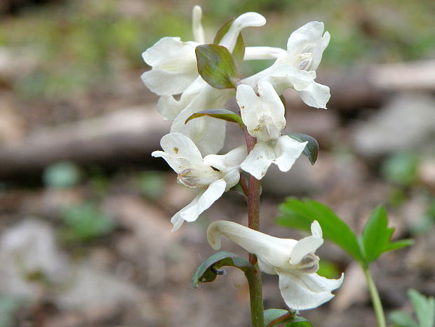 chochlačka dutá Corydalis cava (L.) Schweigg. et Körte