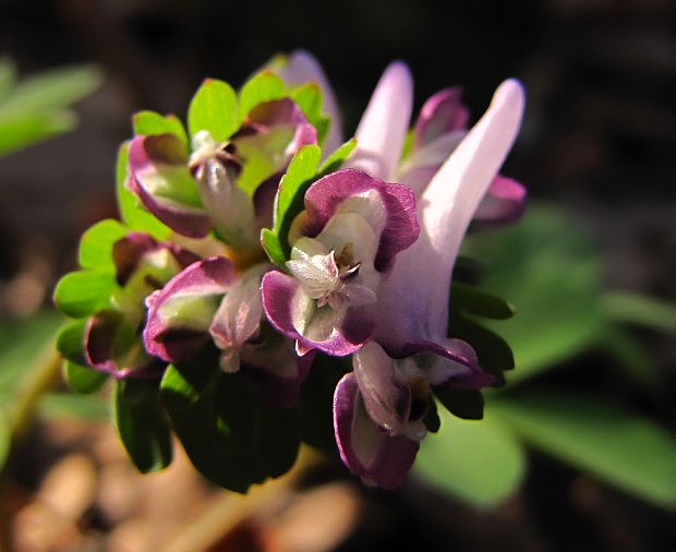 chochlačka nízka Corydalis pumila (Host) Rchb.