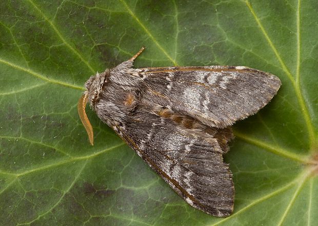 chochlatka dubová Drymonia ruficornis