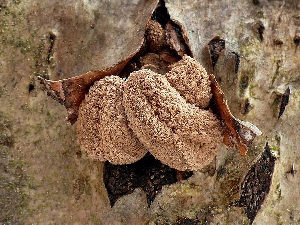 dutinovka otrubnatá Encoelia furfuracea (Roth) P. Karst.