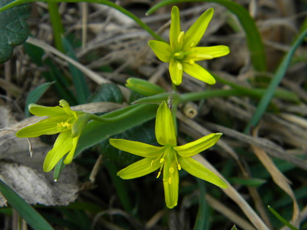 krivec žltý Gagea lutea (L.) Ker Gawl.