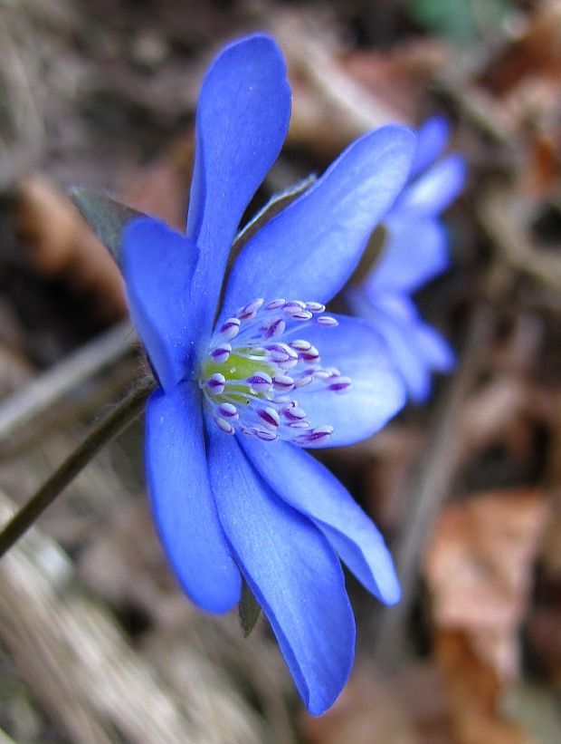 pečeňovník trojlaločný Hepatica nobilis Schreb.