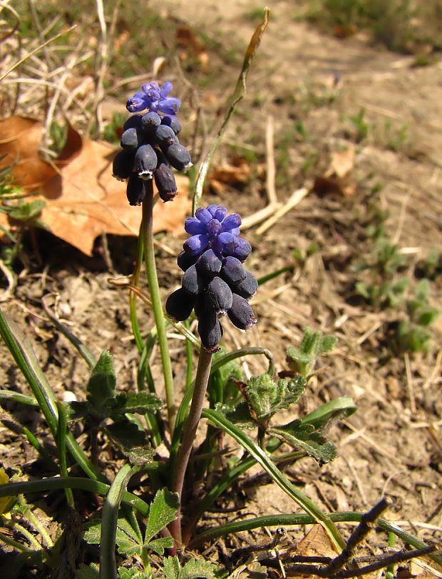 modrica nebadaná Muscari neglectum Guss. ex Ten.