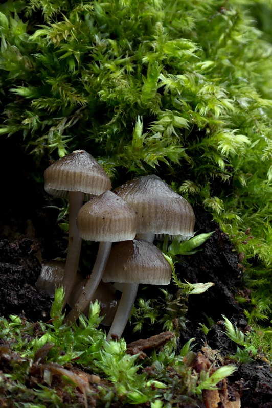 prilbička hnedosivá Mycena tintinnabulum (Paulet) Quél.