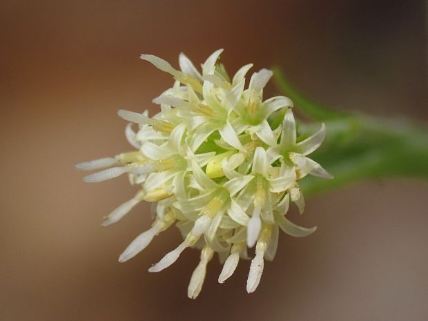 deväťsil biely Petasites albus (L.) P. Gaertn.