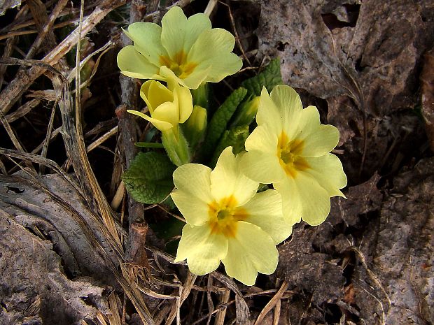 prvosienka bezbyľová Primula acaulis (L.) L.