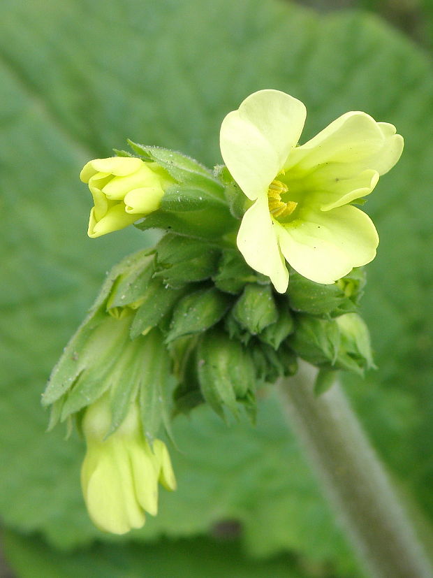 prvosienka vyššia Primula elatior (L.) L.