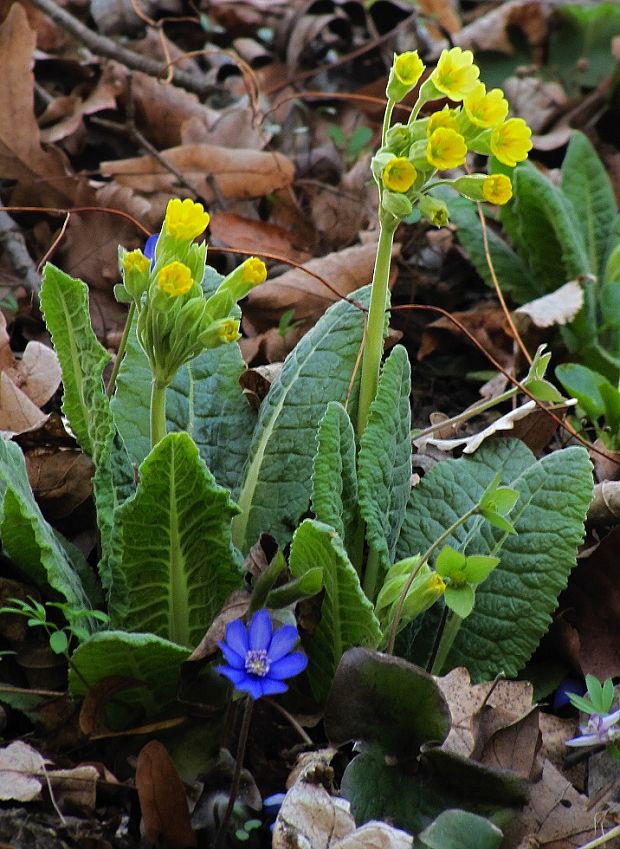 prvosienka jarná Primula veris L.