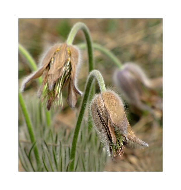 poniklec veľkokvetý Pulsatilla grandis Wender.