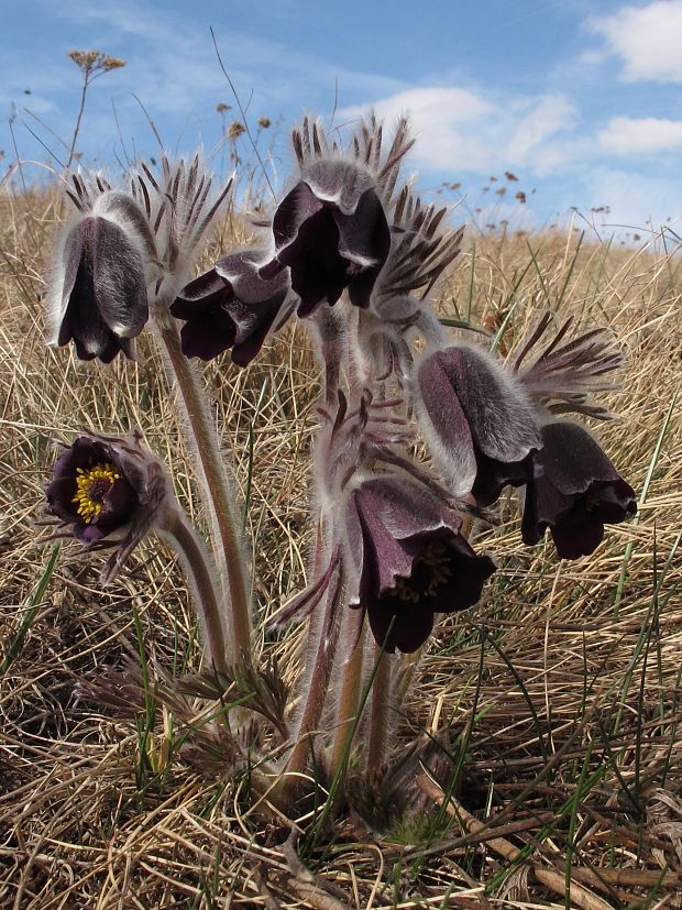 poniklec lúčny český Pulsatilla pratensis subsp. bohemica Skalický