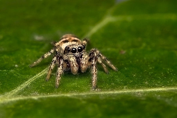 skákavka Salticus sp.