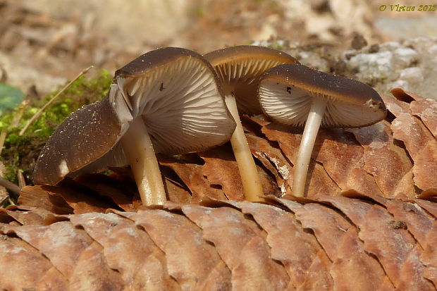 peniazočka smreková Strobilurus esculentus (Wulfen) Singer