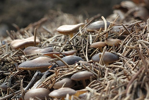 peniazočka smreková-penízovka smrková Strobilurus esculentus (Wulfen) Singer