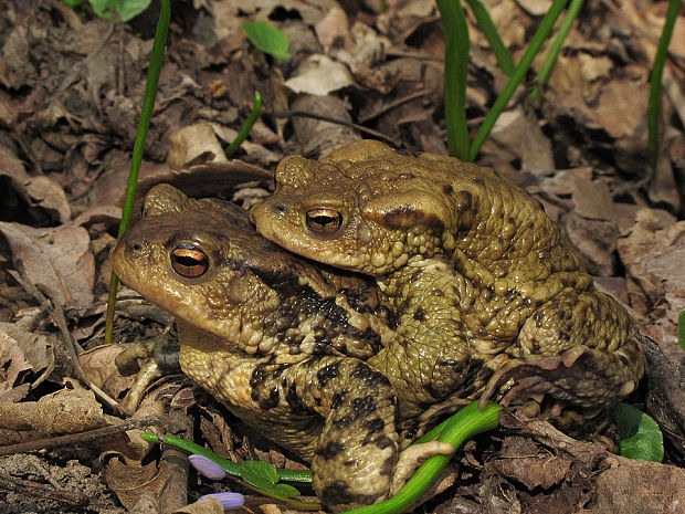 ropucha bradavičnatá   Bufo bufo