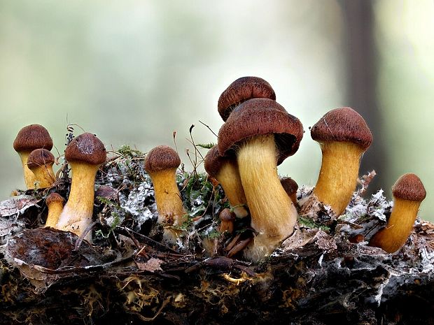 pavučinovec Smithov Cortinarius smithii Ammirati, Niskanen & Liimat.