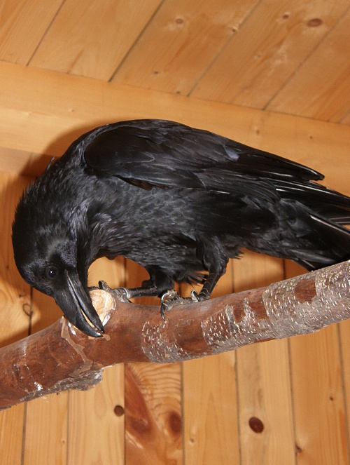krkavec velký Corvus corax