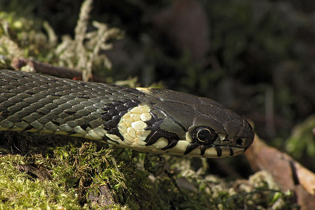 užovka obojková  Natrix natrix