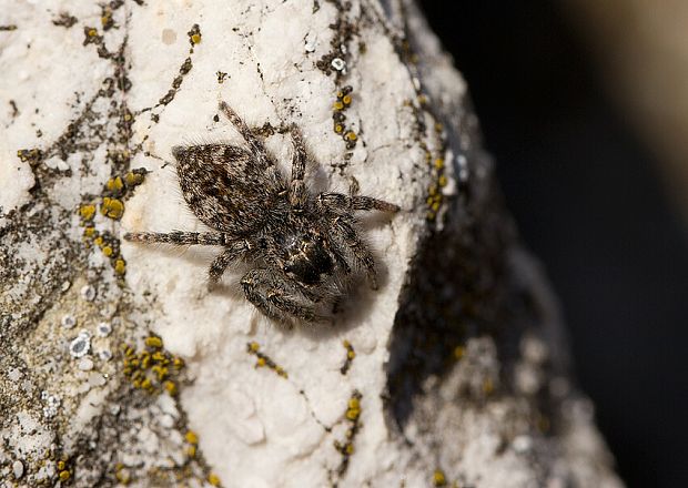 skákavka červenopása Philaeus chrysops